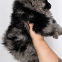 Chiot spitz nain disponible de suite #3