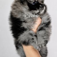 Chiot spitz nain disponible de suite #4