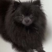Chiot spitz nain disponible de suite #5