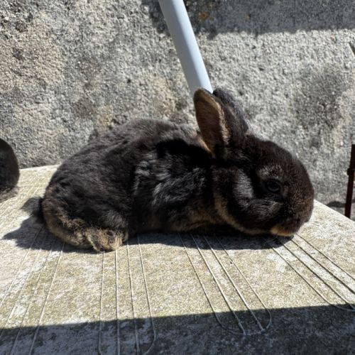 Lapin de race minilop/rex nain #2
