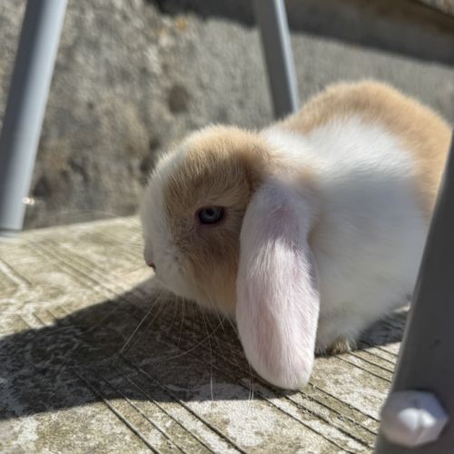 Lapin de race minilop/rex nain #3