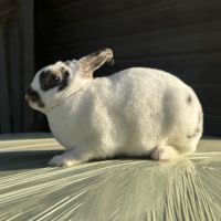 Lapin de race minilop/rex nain #0