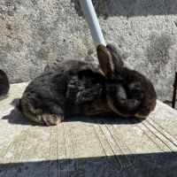 Lapin de race minilop/rex nain #2