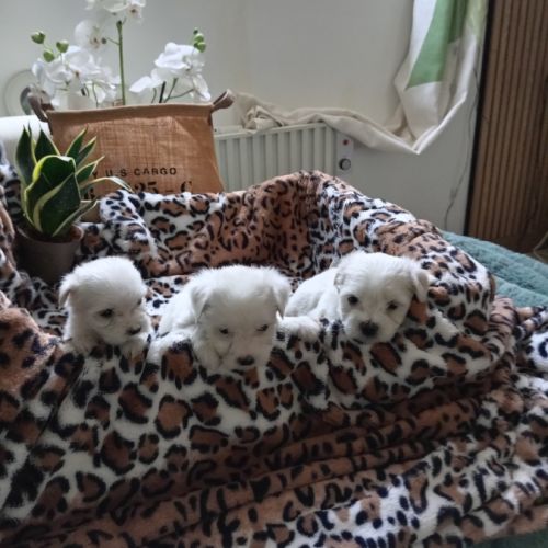 Magnifiques chiots bichons maltais #0