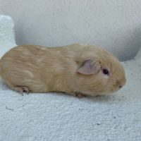 Cochon d’inde de race #0