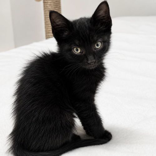 Chaton smoke #0