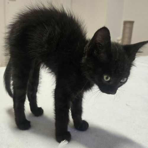 Chaton smoke #3