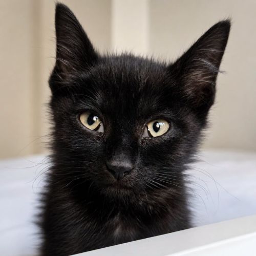 Chaton smoke #4