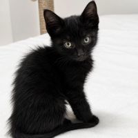 Chaton smoke