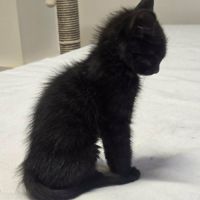 Chaton smoke #2
