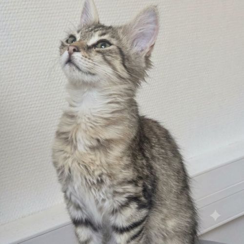 Chaton mochi #2