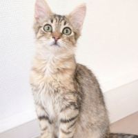 Chaton mochi