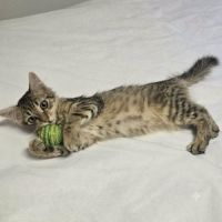 Chaton mochi #3