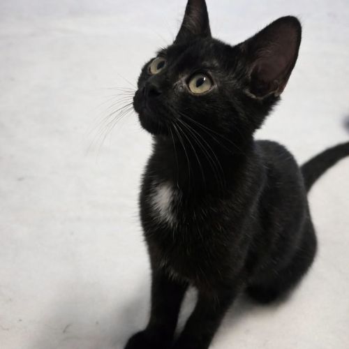 Chaton siruis #1