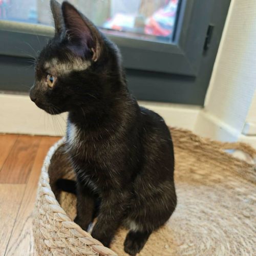 Chaton siruis #4