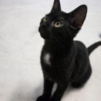 Chaton siruis #1
