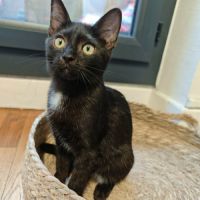 Chaton siruis #2