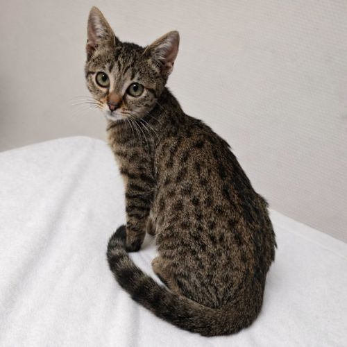 Chaton praline