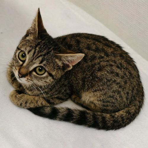 Chaton praline #3