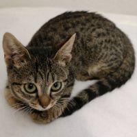 Chaton praline #2