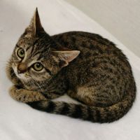 Chaton praline #3