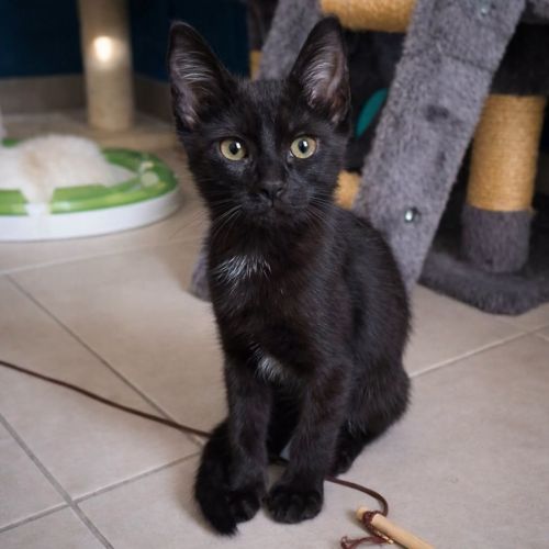 Chaton mercredi