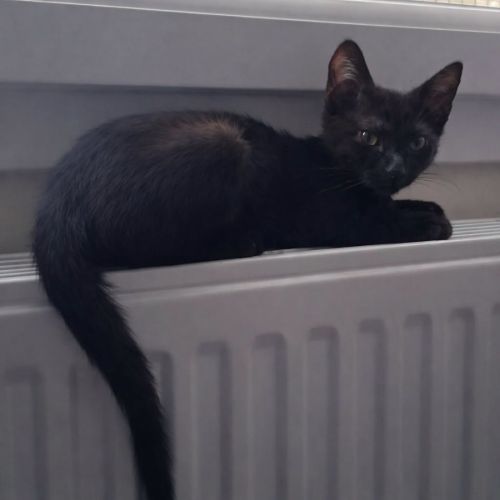 Chaton mercredi #3