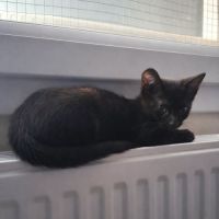 Chaton mercredi #1