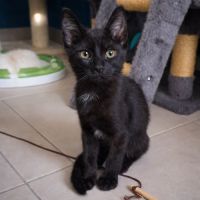 Chaton mercredi #0