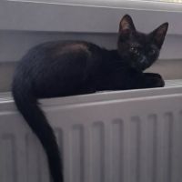 Chaton mercredi #3