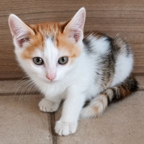 Chaton zely