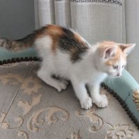 Chaton zely #1