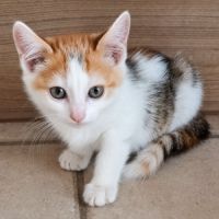 Chaton zely #0