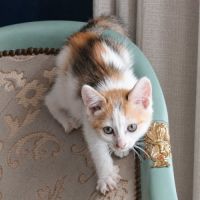 Chaton zely #3
