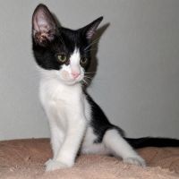 Chaton myrtille #1