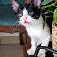 Chaton myrtille