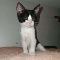 Chaton myrtille #3