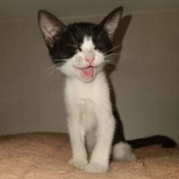 Chaton myrtille #4