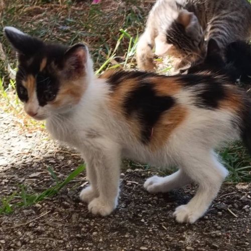 Chaton gribouille #2