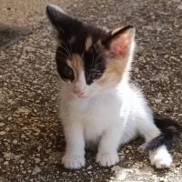 Chaton gribouille #1