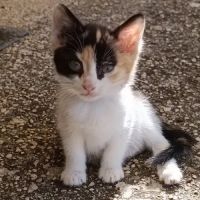 Chaton gribouille
