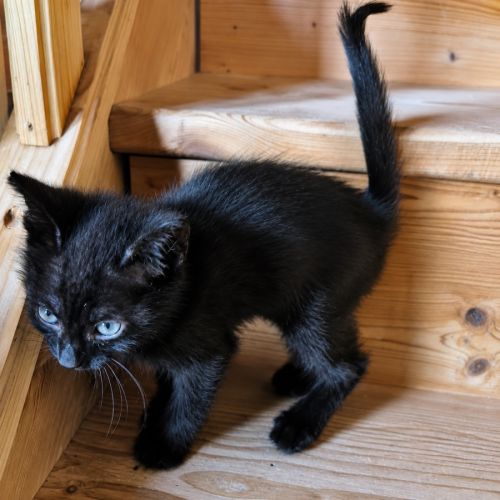 Chaton bagheera #1