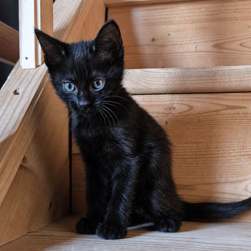 Chaton bagheera #0