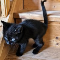 Chaton bagheera #1