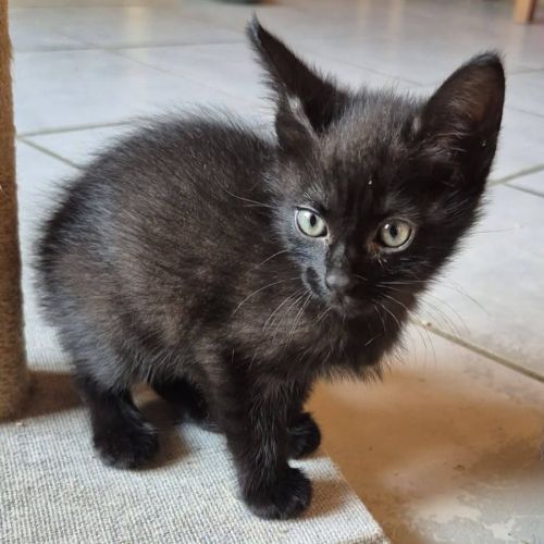 Chaton osiris #0