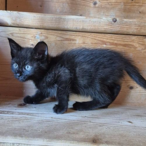 Chaton osiris #2