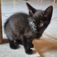 Chaton osiris