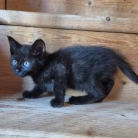 Chaton osiris #2