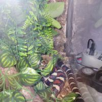 Lampropeltis californiae + terrarium complet #1