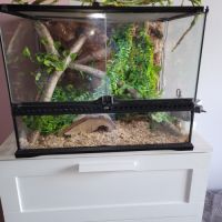 Lampropeltis californiae + terrarium complet